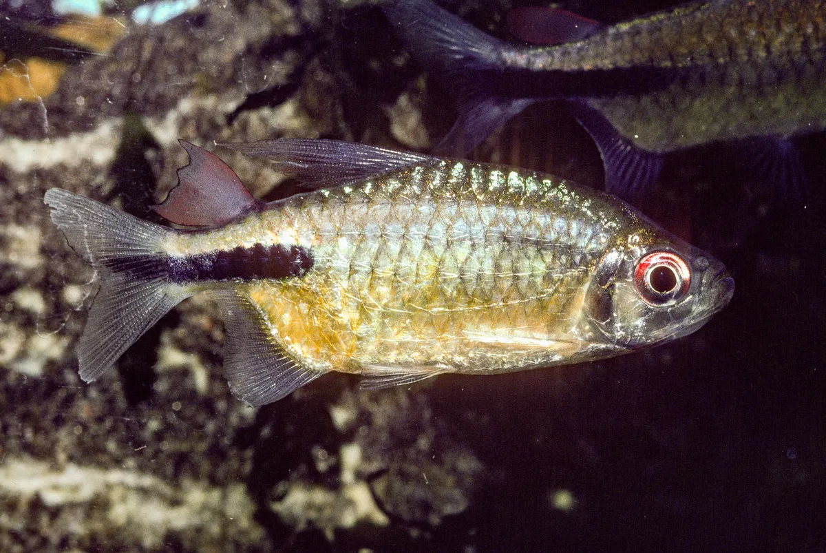 Miniatura: Phenacogrammus (Phenacogrammus spp.)