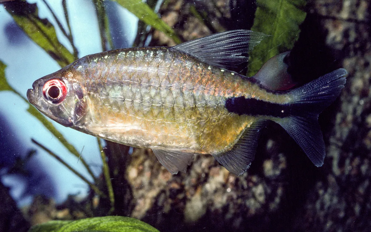 Miniatura: Phenacogrammus (Phenacogrammus spp.)