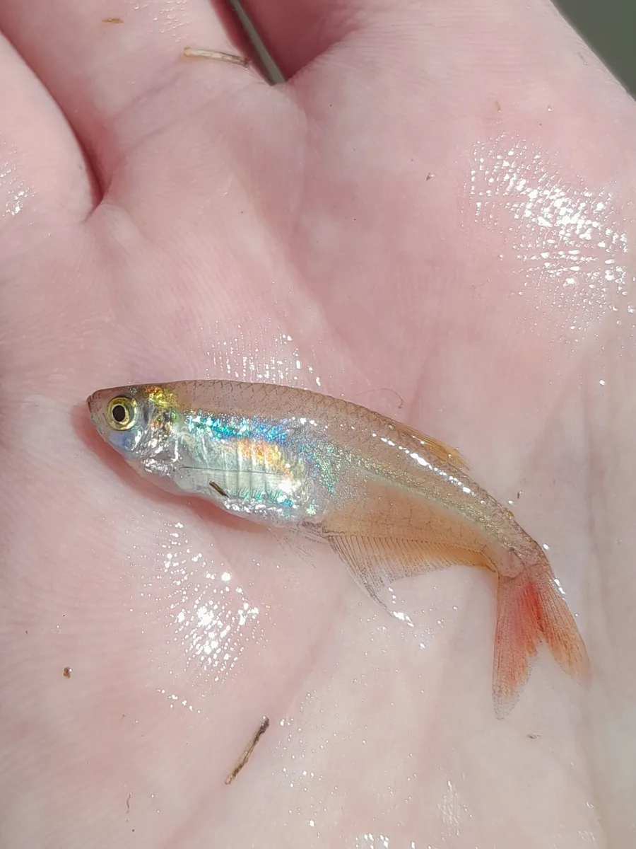 Prionobrama (Prionobrama spp.)