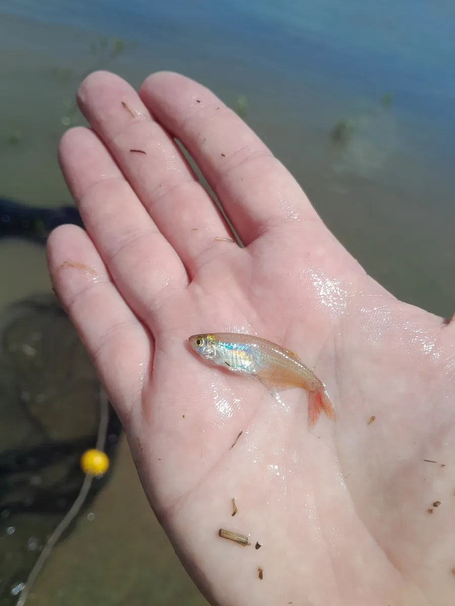 Miniatura: Prionobrama (Prionobrama spp.)