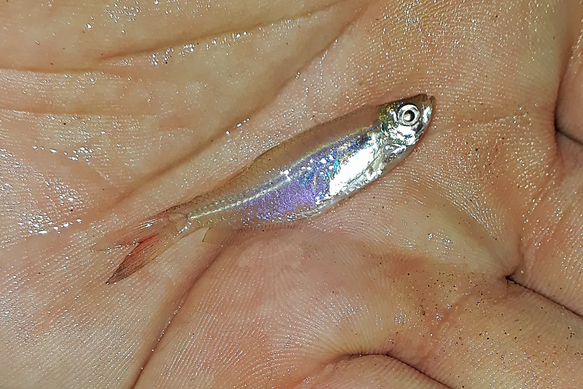 Miniatura: Prionobrama (Prionobrama spp.)