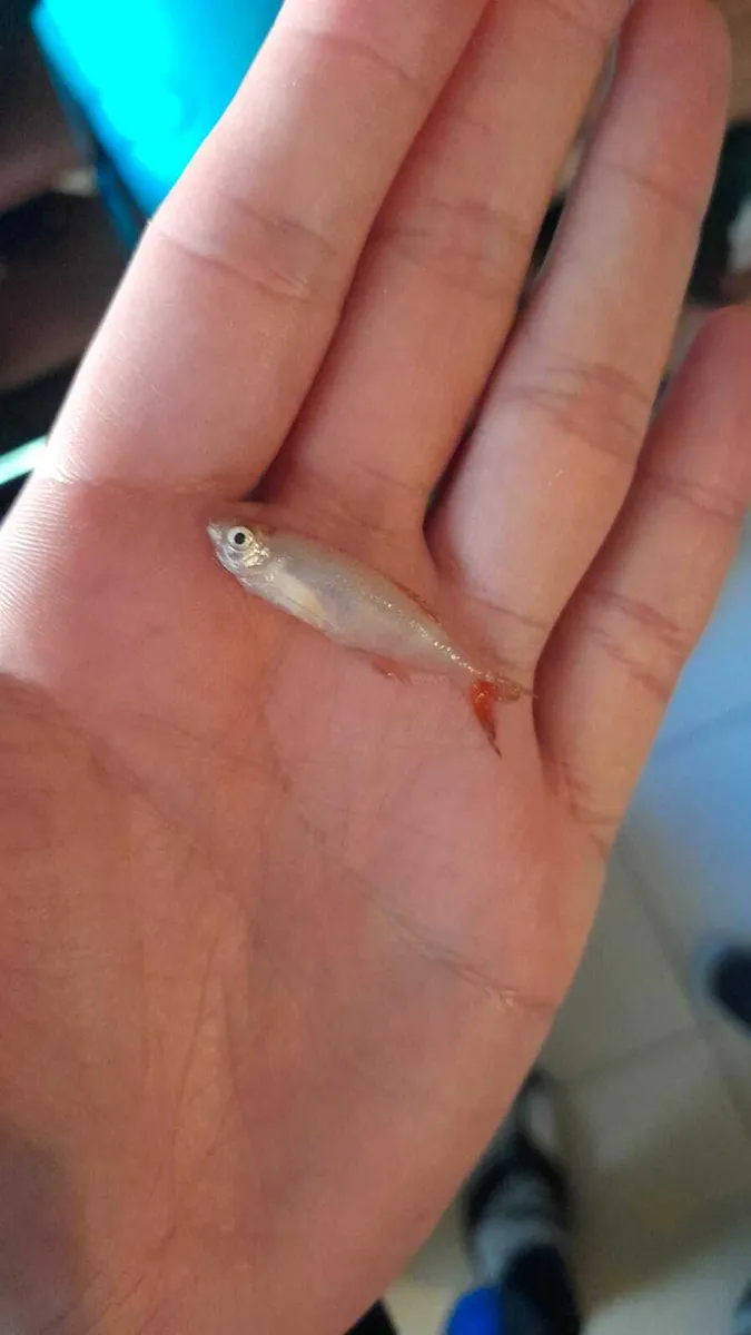 Miniatura: Prionobrama (Prionobrama spp.)