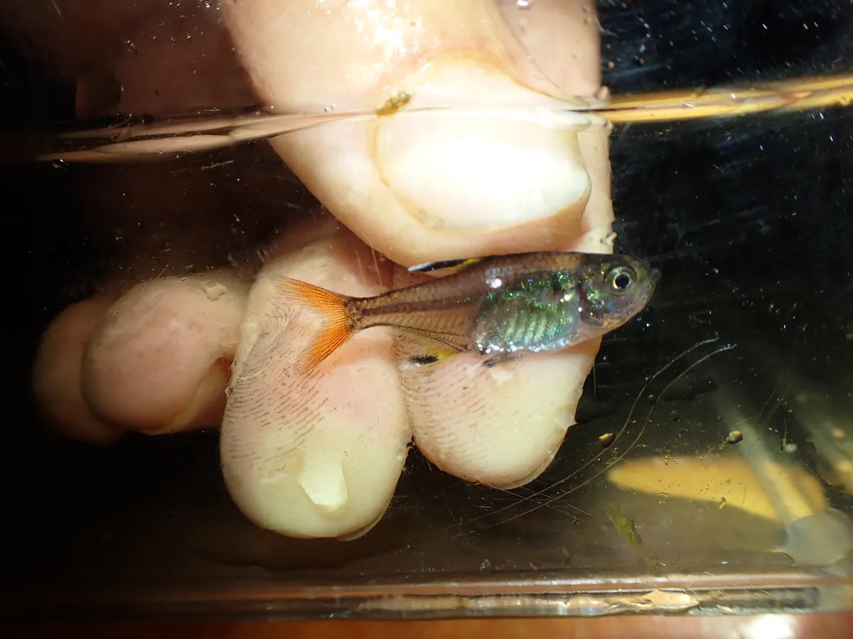 Pristella (Pristella spp.)