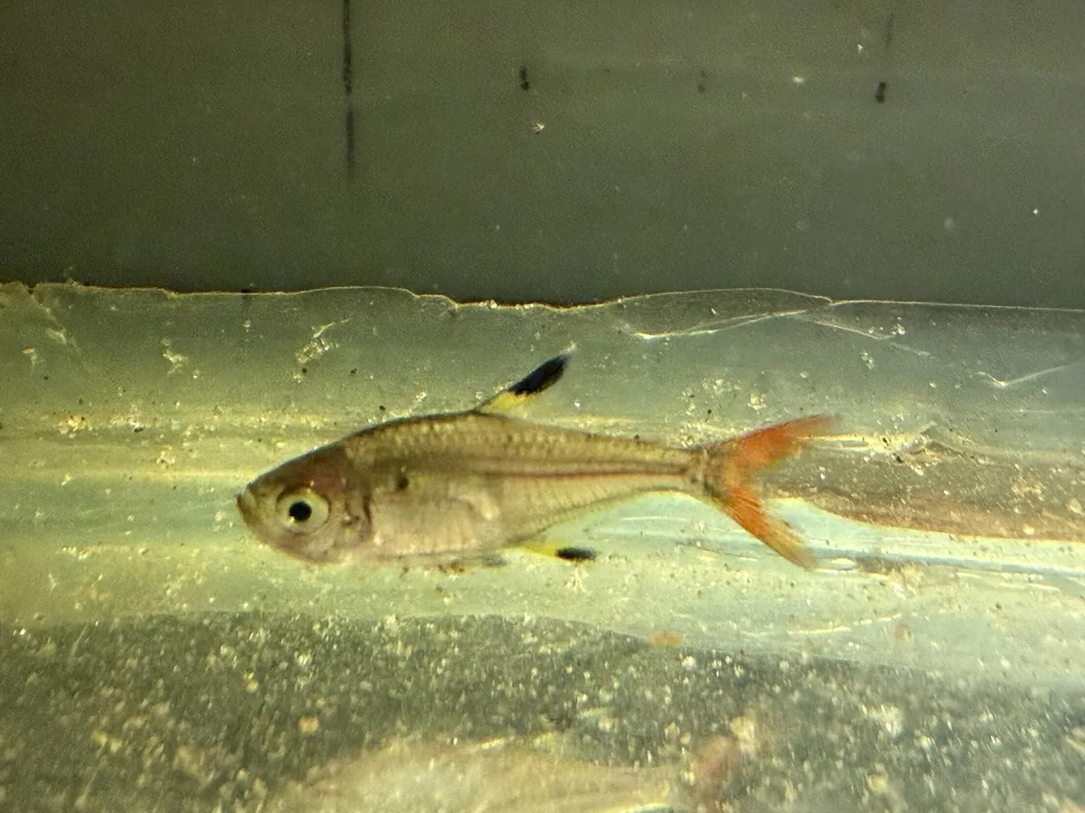 Miniatura: Pristella (Pristella spp.)