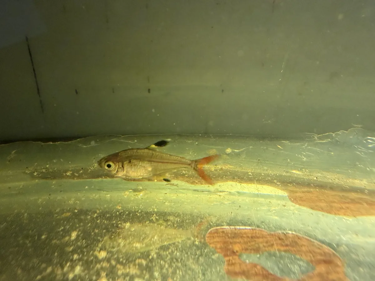 Miniatura: Pristella (Pristella spp.)