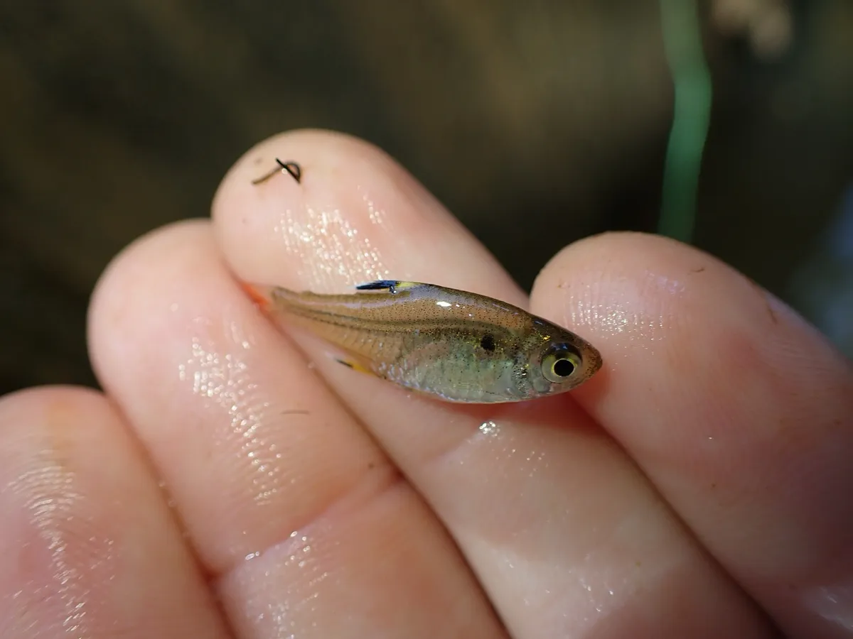 Miniatura: Pristella (Pristella spp.)