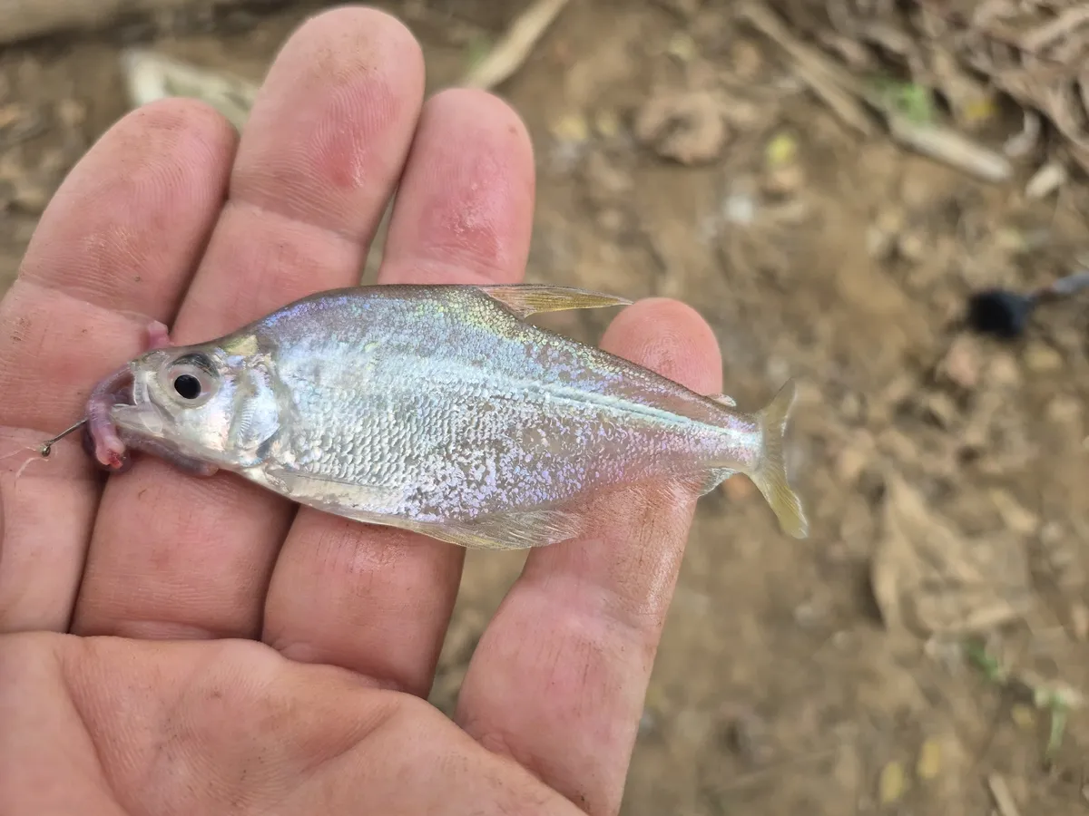 Roeboides (Roeboides spp.)