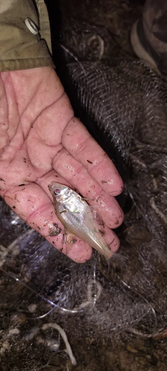 Miniatura: Roeboides (Roeboides spp.)