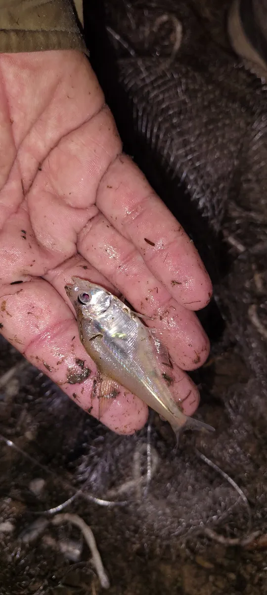 Miniatura: Roeboides (Roeboides spp.)