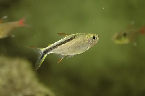 Miniatura: Thayeria (Thayeria spp.)