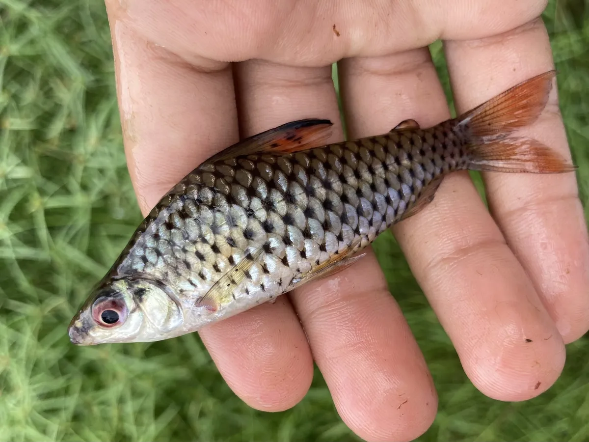Chilodontidi