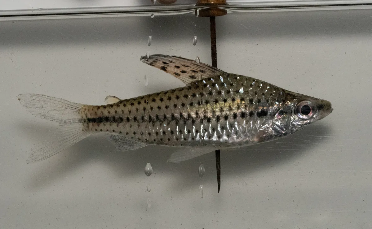 Miniatura: Chilodus (Chilodus spp.)