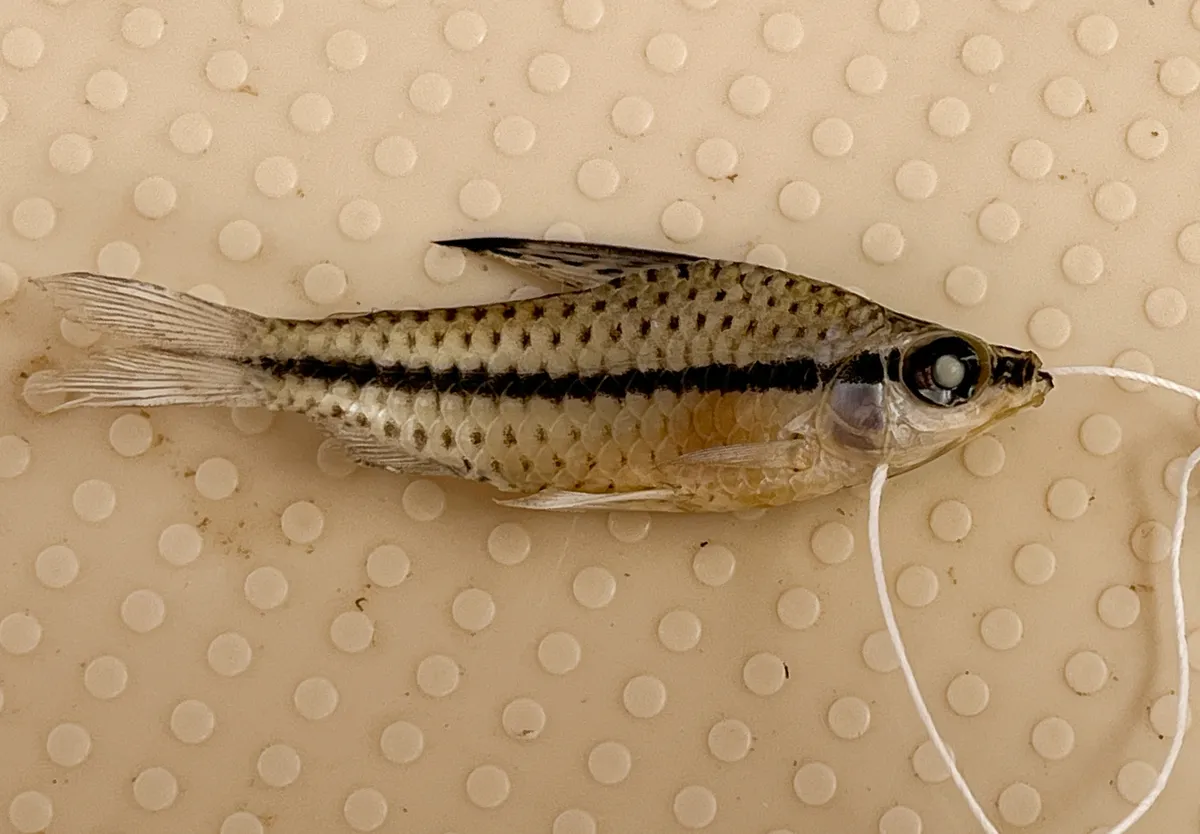 Miniatura: Chilodus (Chilodus spp.)