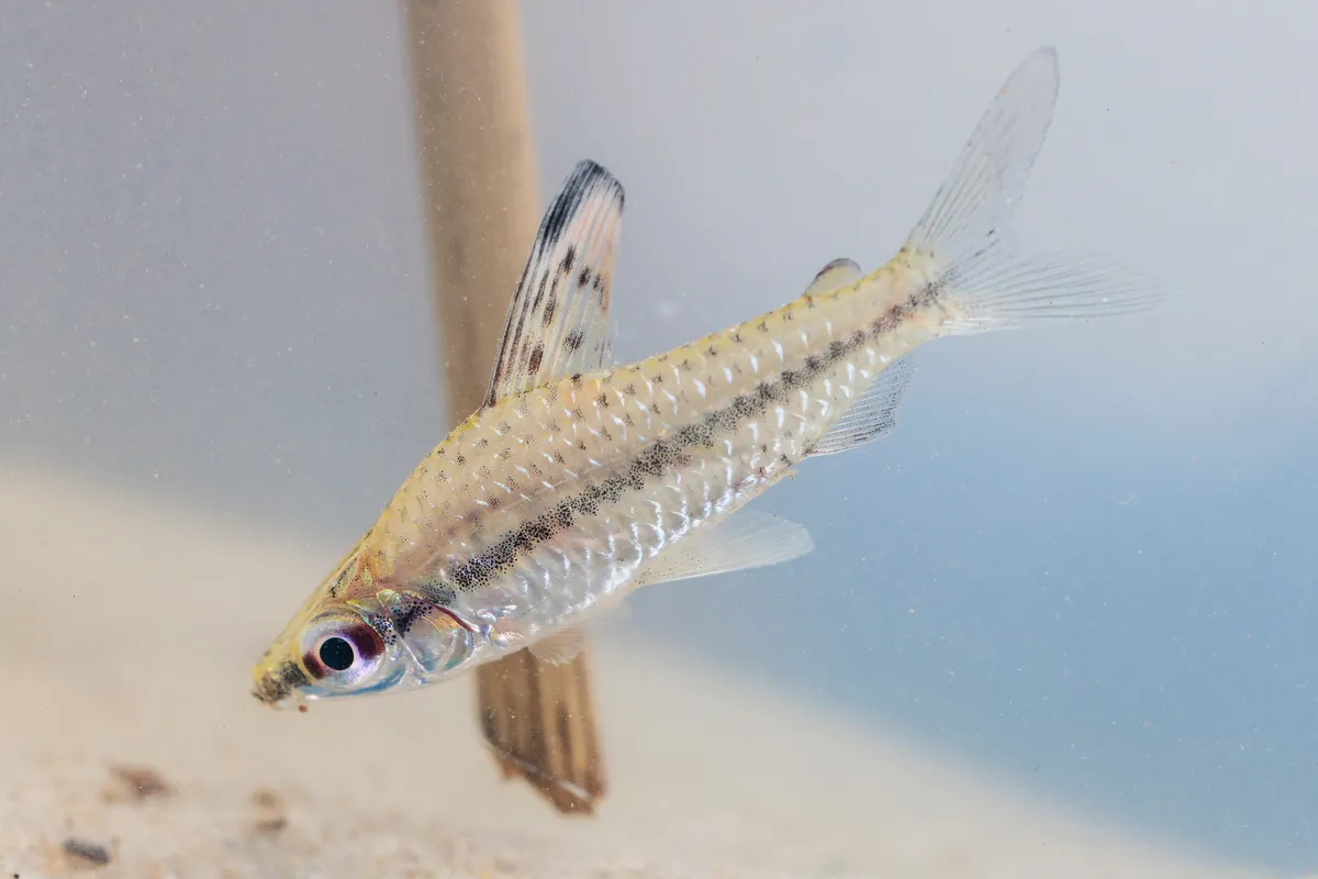 Miniatura: Chilodus (Chilodus spp.)