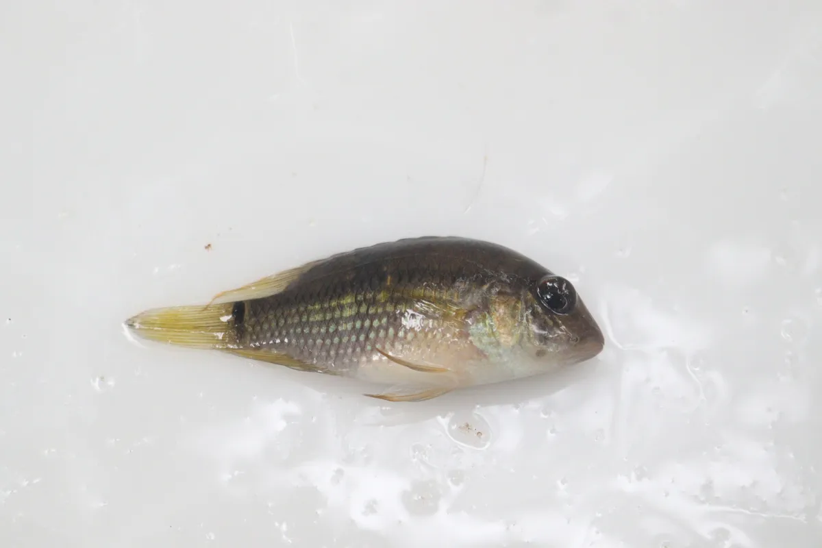 Ciclidi