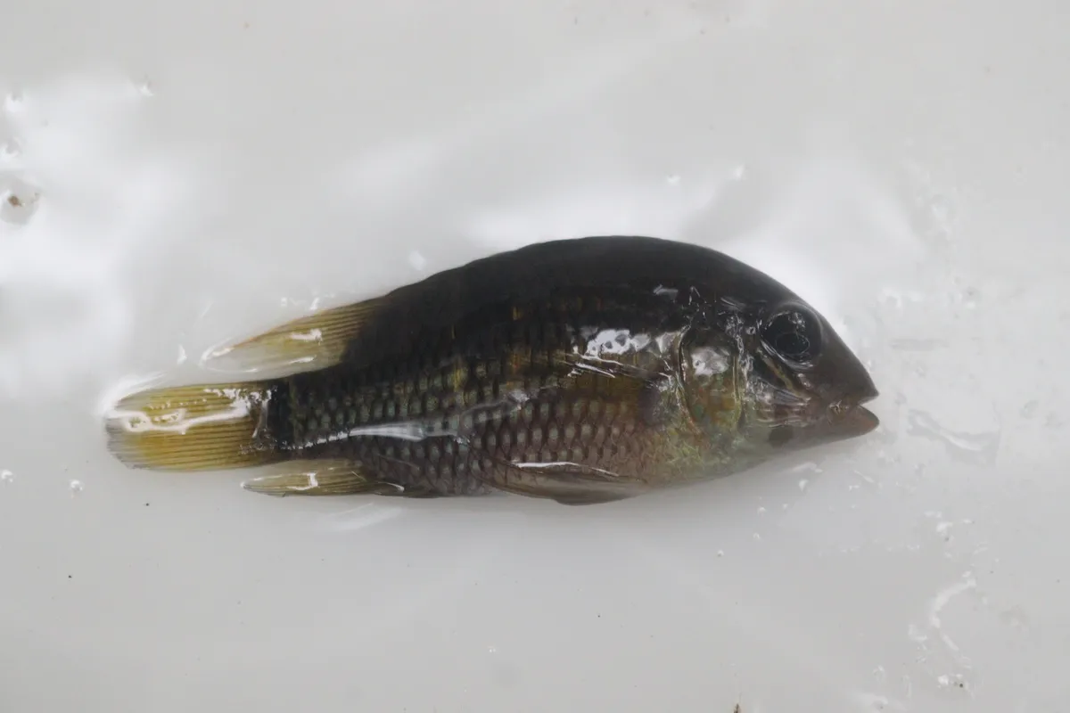 Miniatura: Aequidens (Aequidens spp.)