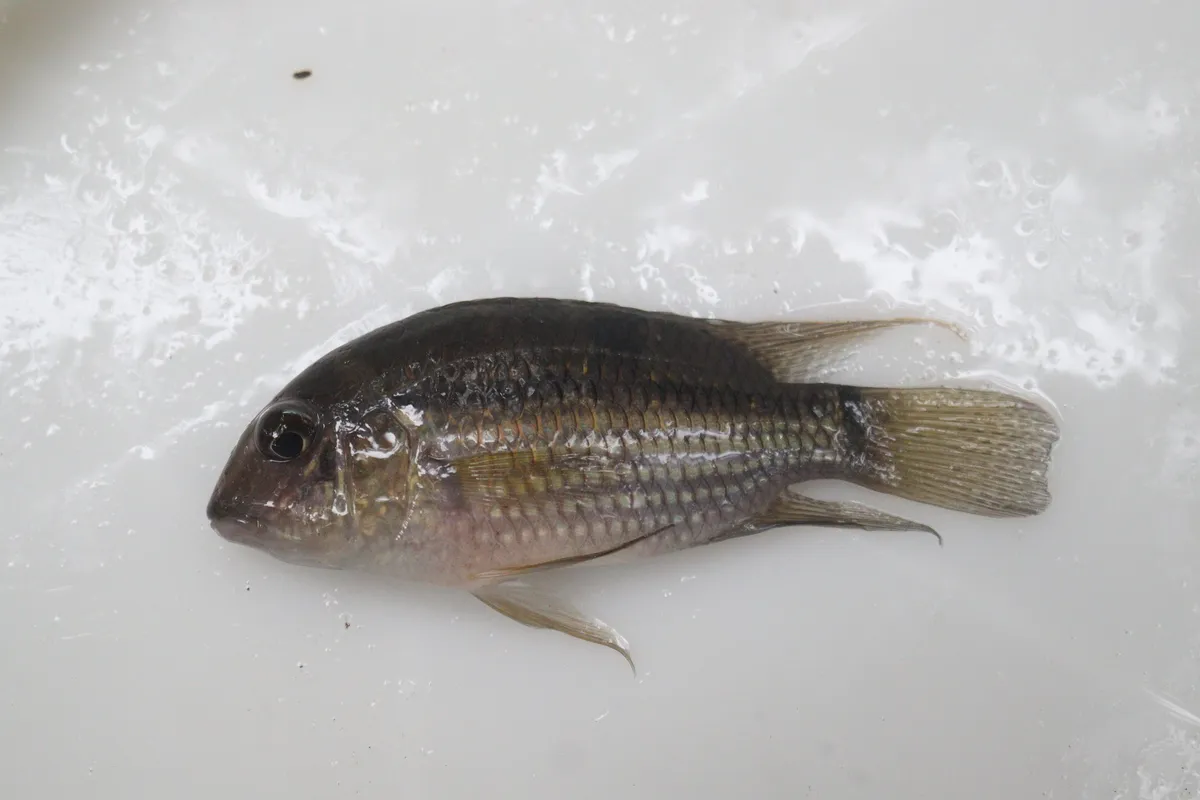 Miniatura: Aequidens (Aequidens spp.)