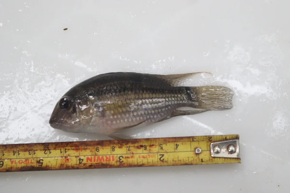 Miniatura: Aequidens (Aequidens spp.)