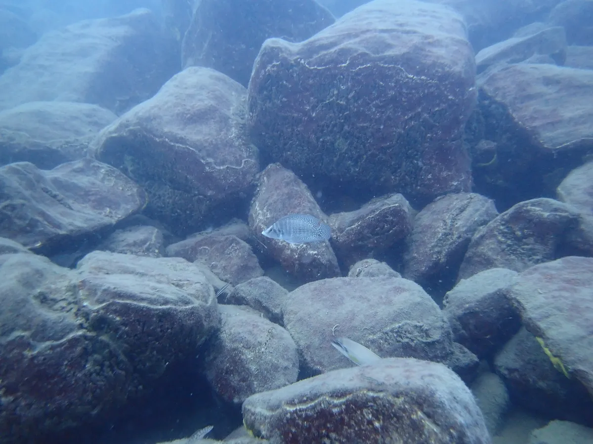 Altolamprologus (Altolamprologus spp.)
