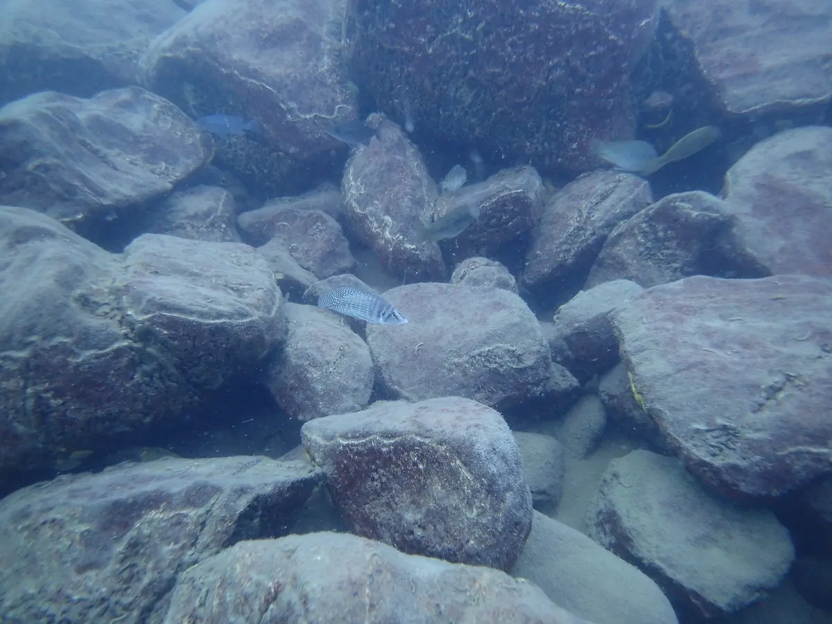 Miniatura: Altolamprologus (Altolamprologus spp.)