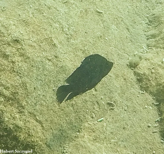 Miniatura: Altolamprologus (Altolamprologus spp.)
