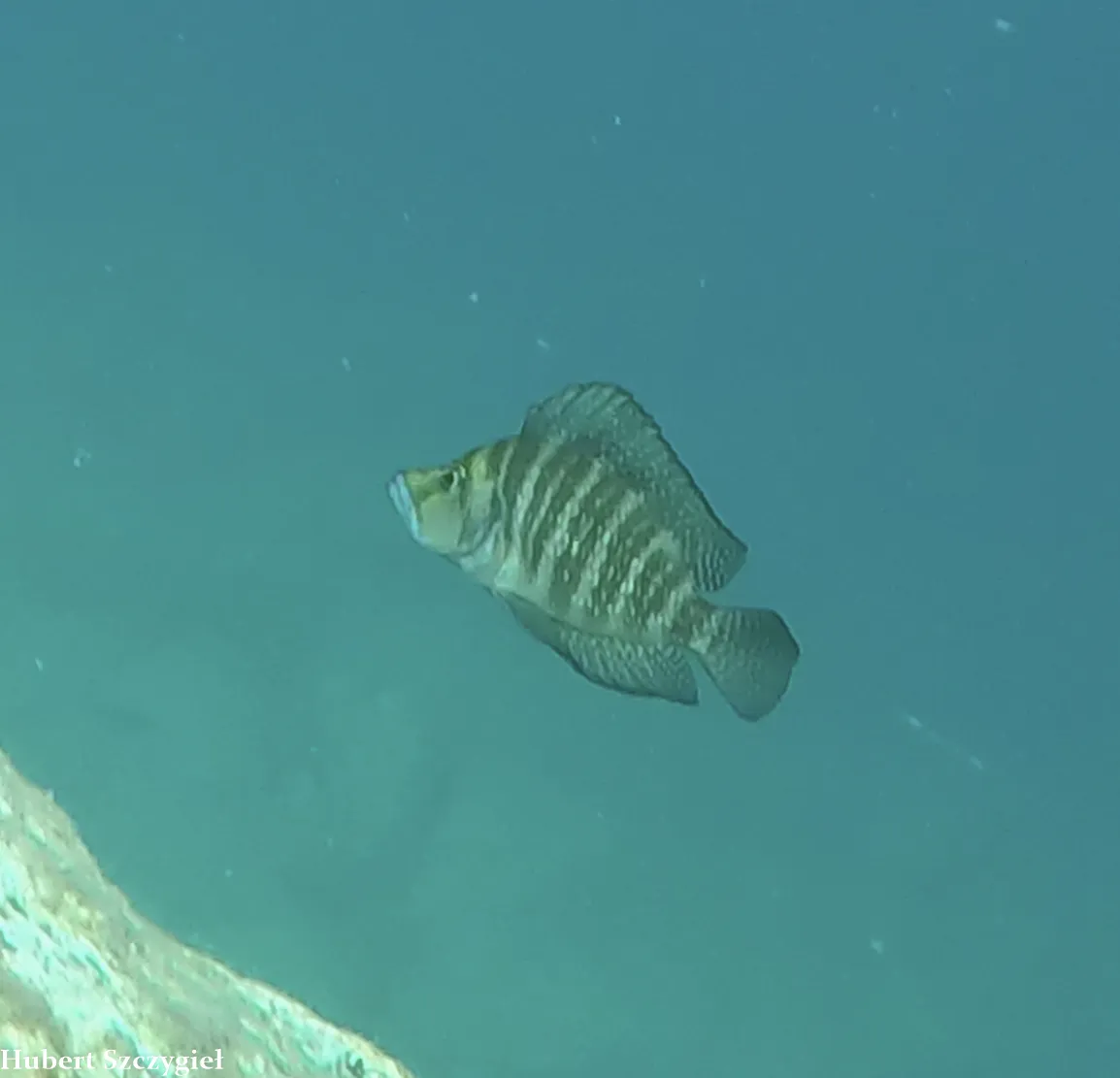 Miniatura: Altolamprologus (Altolamprologus spp.)