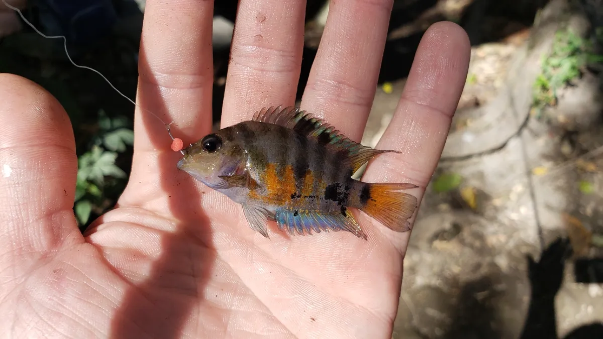 Amatitlania (Amatitlania spp.)