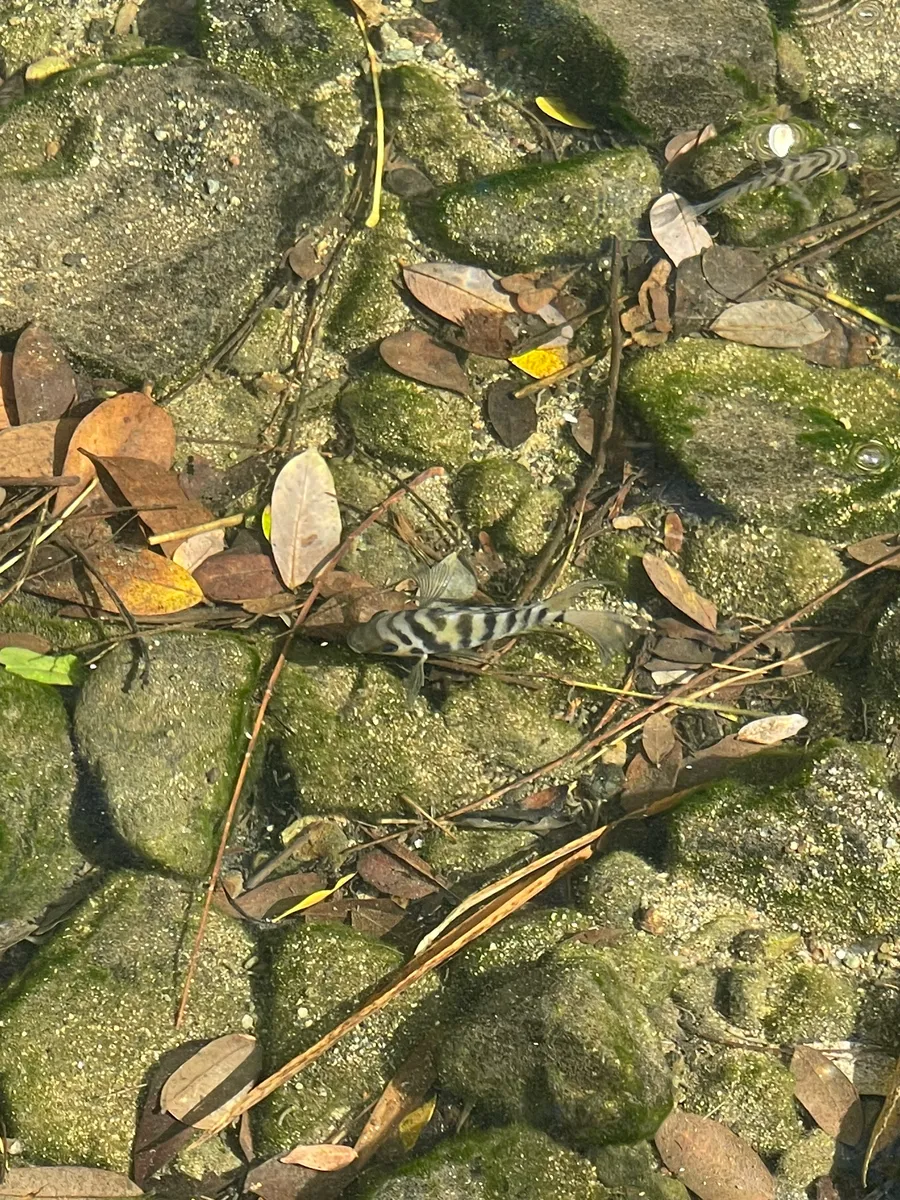 Miniatura: Amatitlania (Amatitlania spp.)