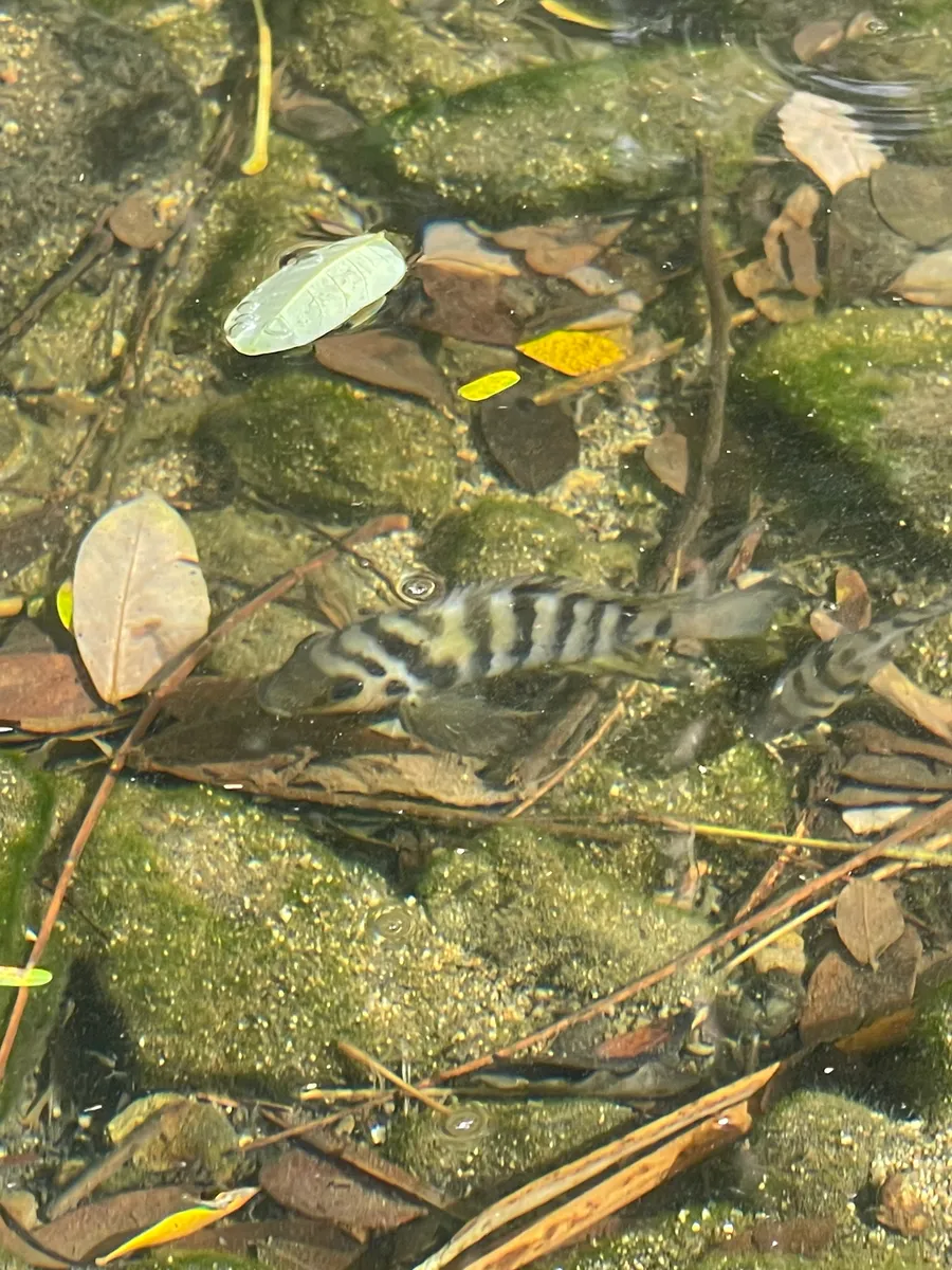 Miniatura: Amatitlania (Amatitlania spp.)