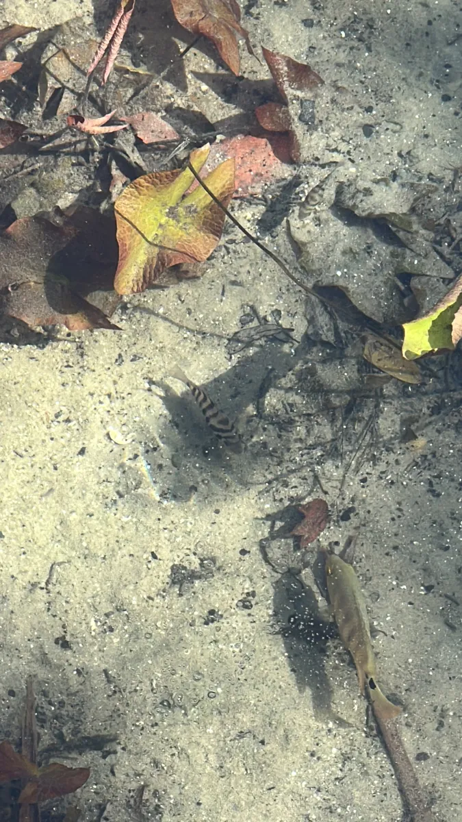 Miniatura: Amatitlania (Amatitlania spp.)