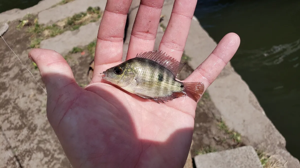Amphilophus (Amphilophus spp.)