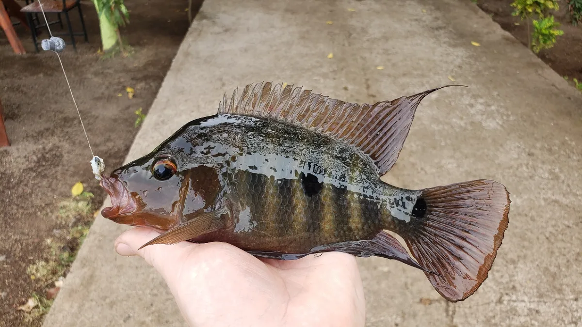 Miniatura: Amphilophus (Amphilophus spp.)