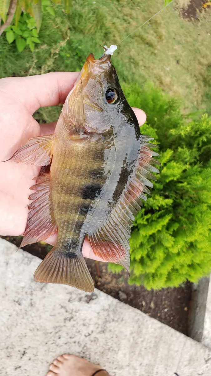 Miniatura: Amphilophus (Amphilophus spp.)