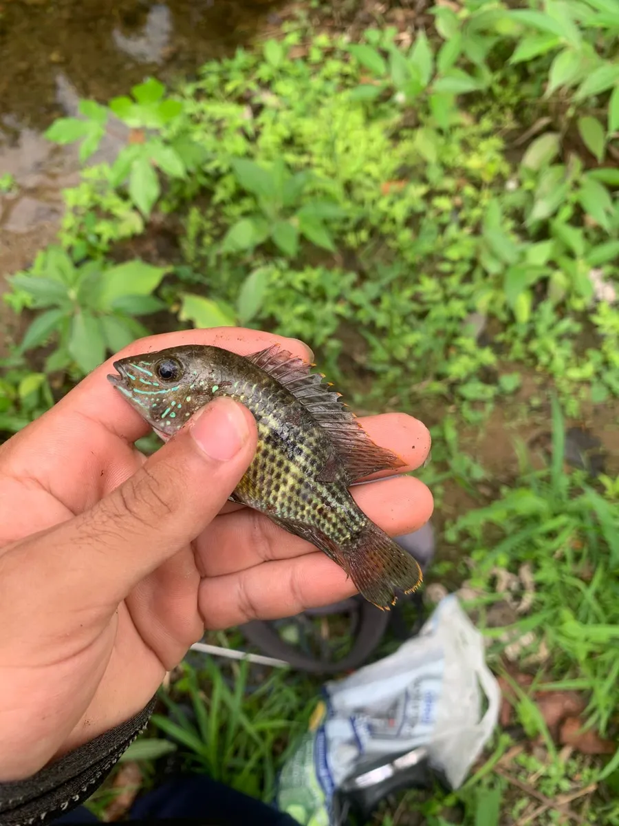 Andinoacara (Andinoacara spp.)