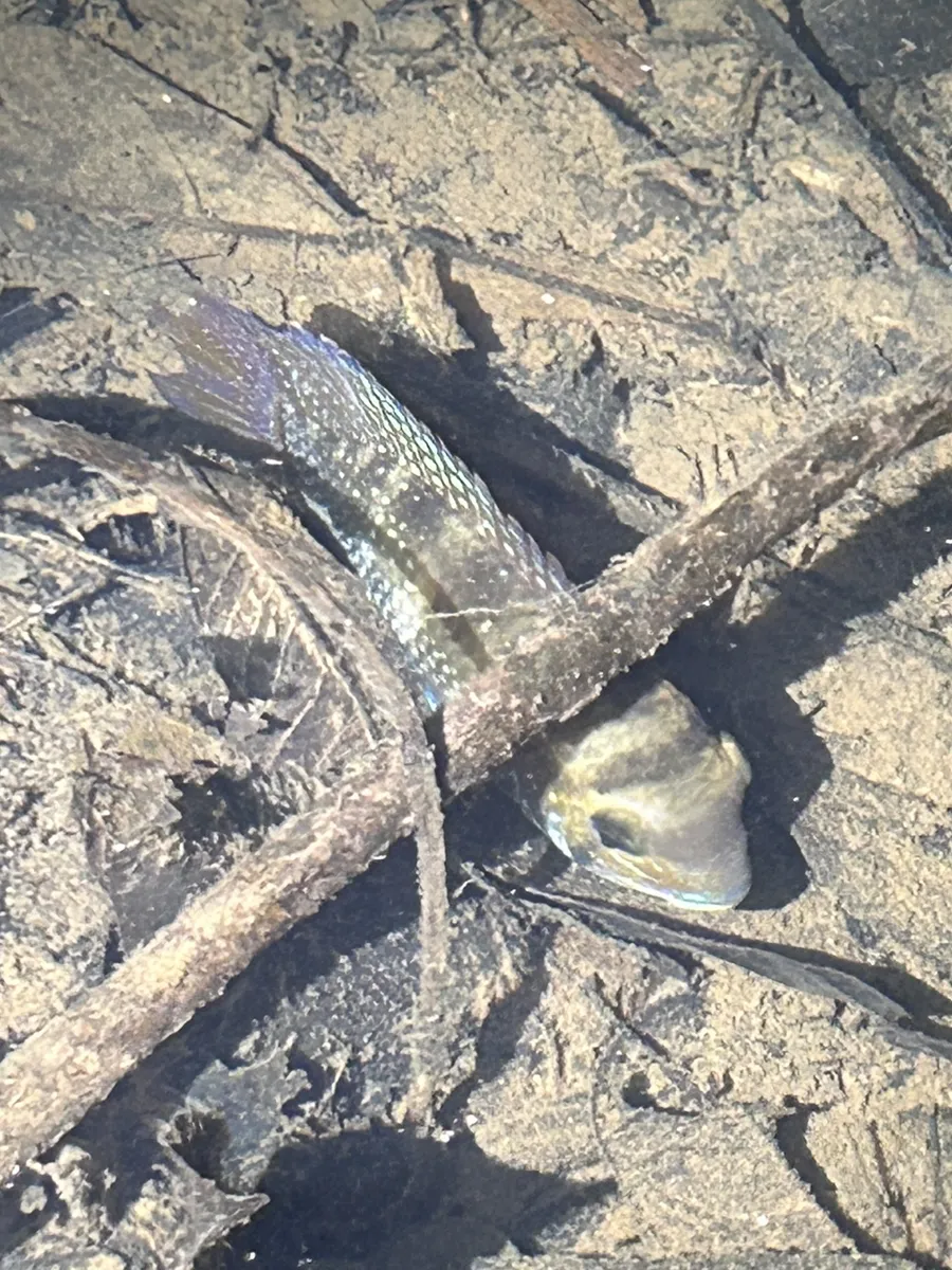 Miniatura: Andinoacara (Andinoacara spp.)