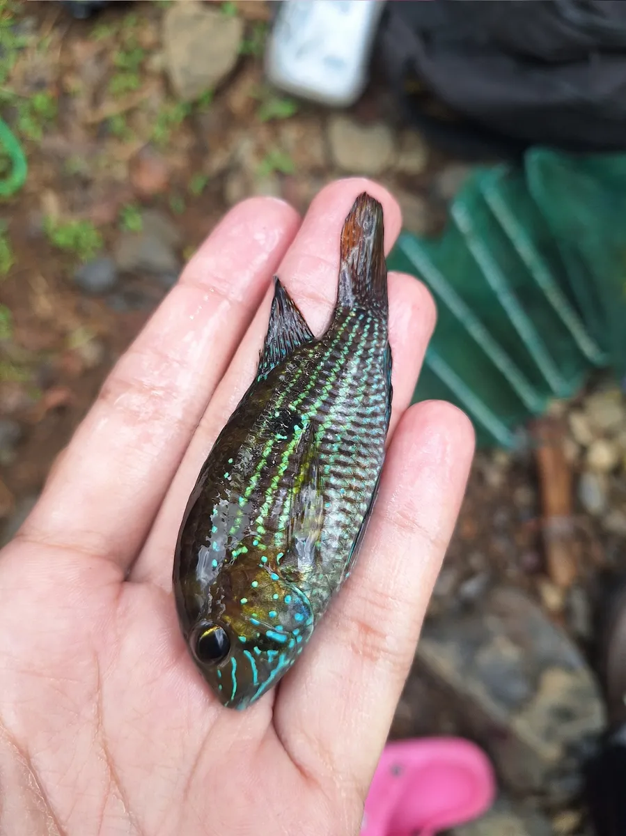 Miniatura: Andinoacara (Andinoacara spp.)