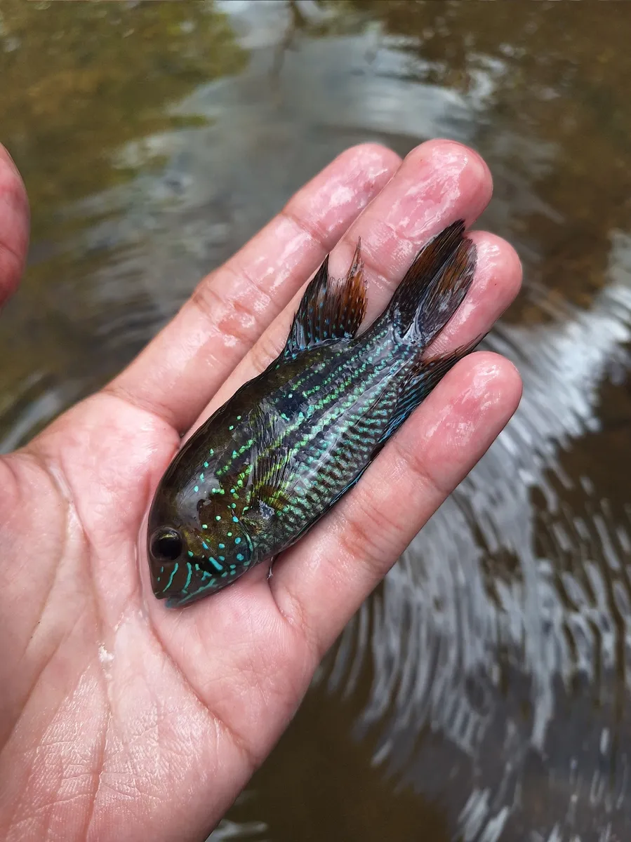 Miniatura: Andinoacara (Andinoacara spp.)