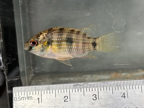 Miniatura: Anomalochromis (Anomalochromis spp.)