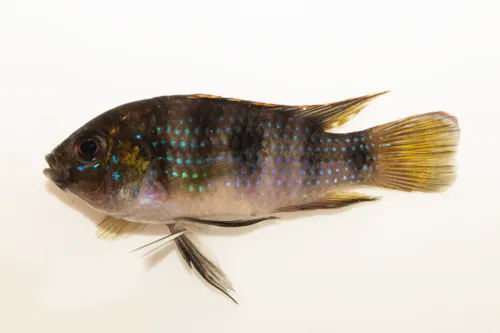 Miniatura: Anomalochromis (Anomalochromis spp.)