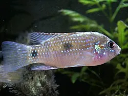 Miniatura: Anomalochromis (Anomalochromis spp.)