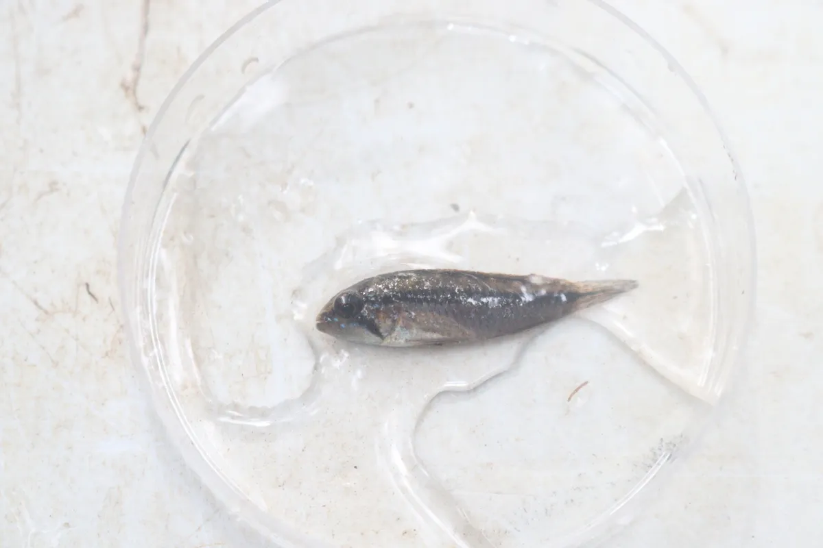 Apistogramma (Apistogramma spp.)