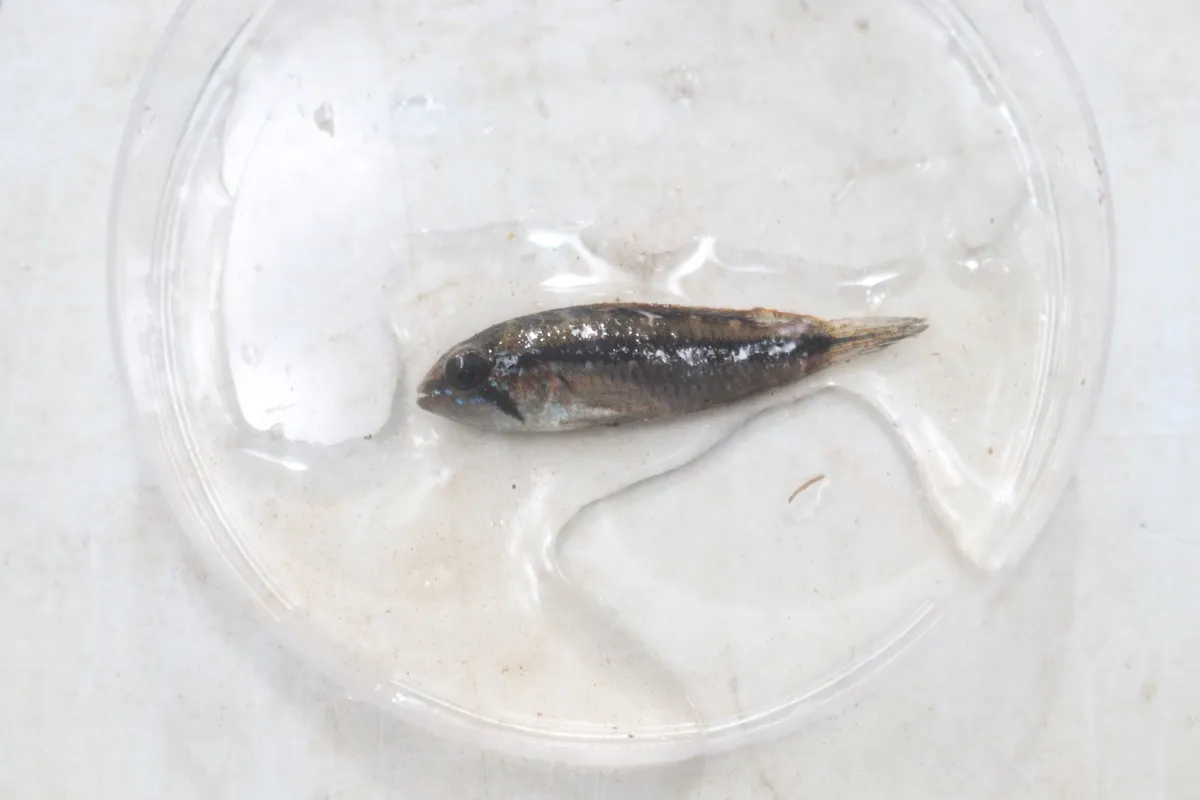 Miniatura: Apistogramma (Apistogramma spp.)