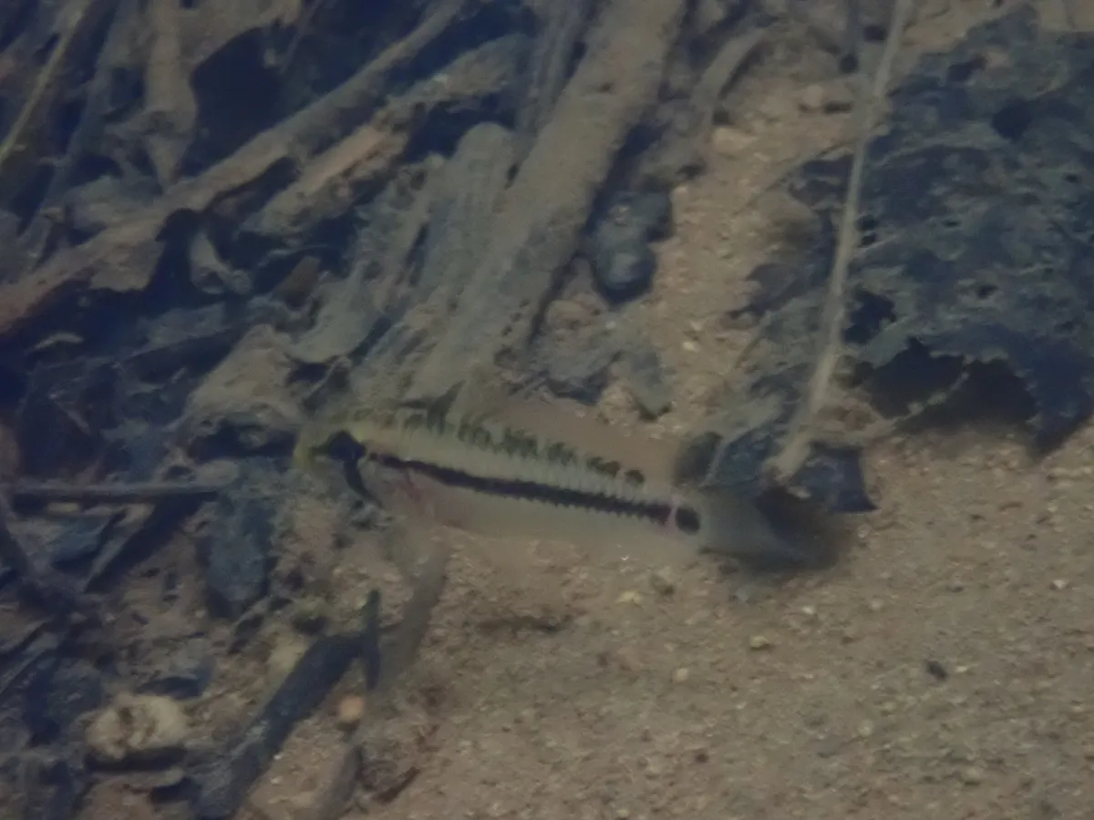 Miniatura: Apistogramma (Apistogramma spp.)