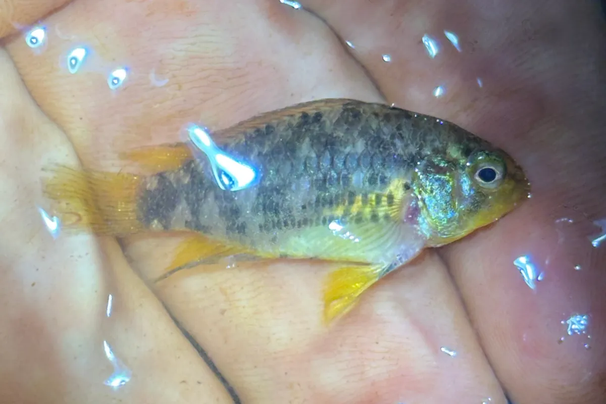 Miniatura: Apistogramma (Apistogramma spp.)