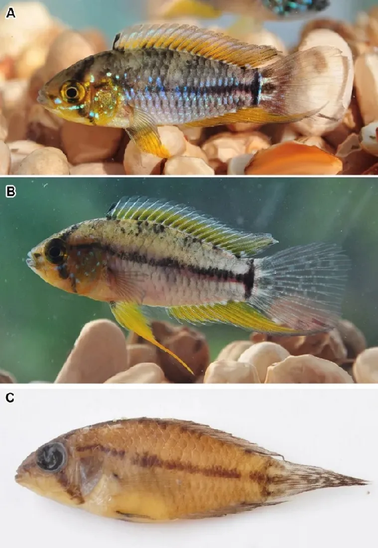 Miniatura: Apistogrammoides (Apistogrammoides spp.)