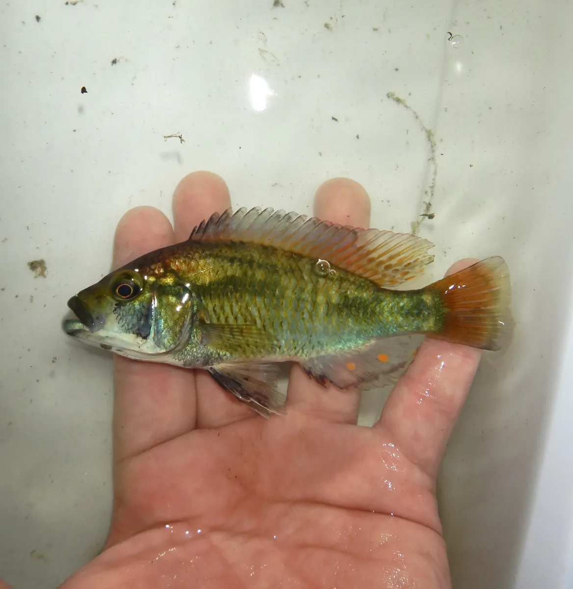 Astatotilapia (Astatotilapia spp.)