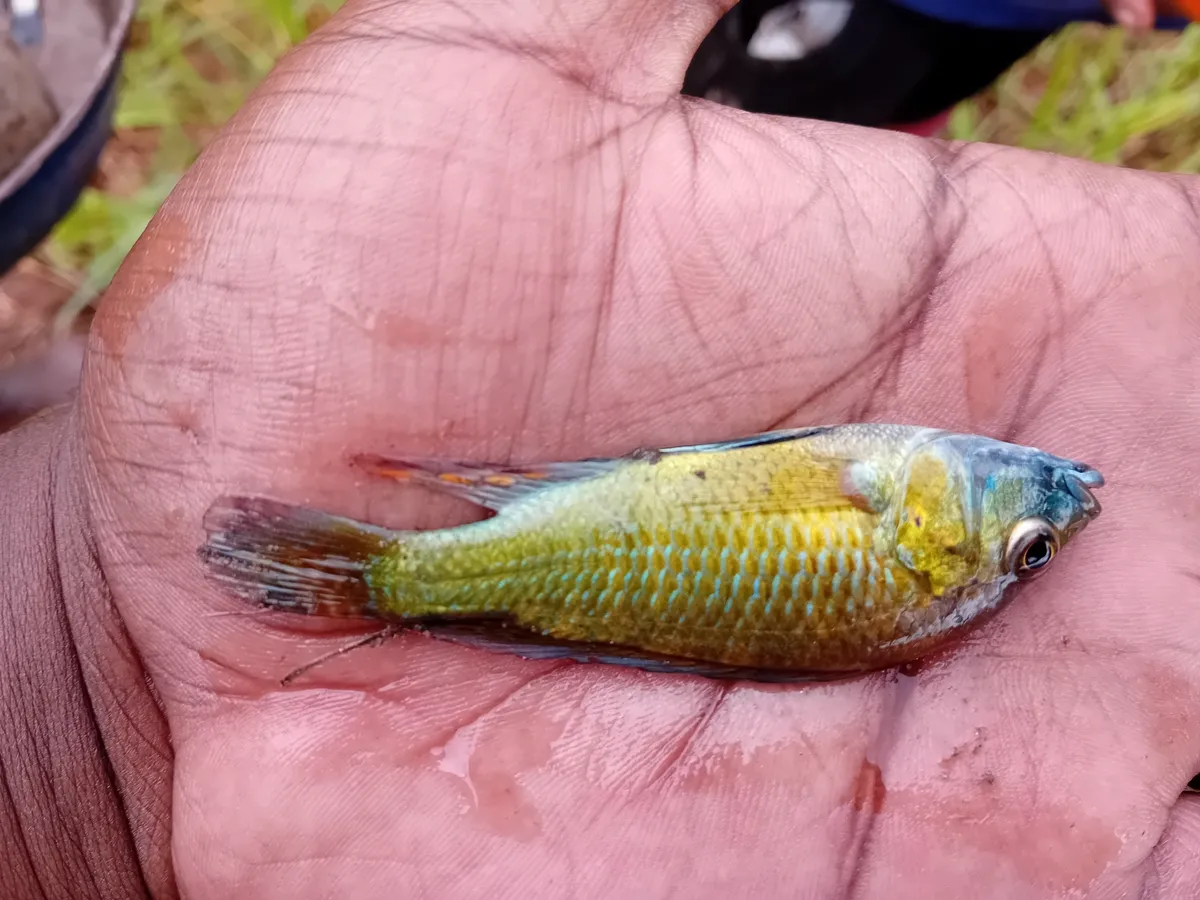 Miniatura: Astatotilapia (Astatotilapia spp.)