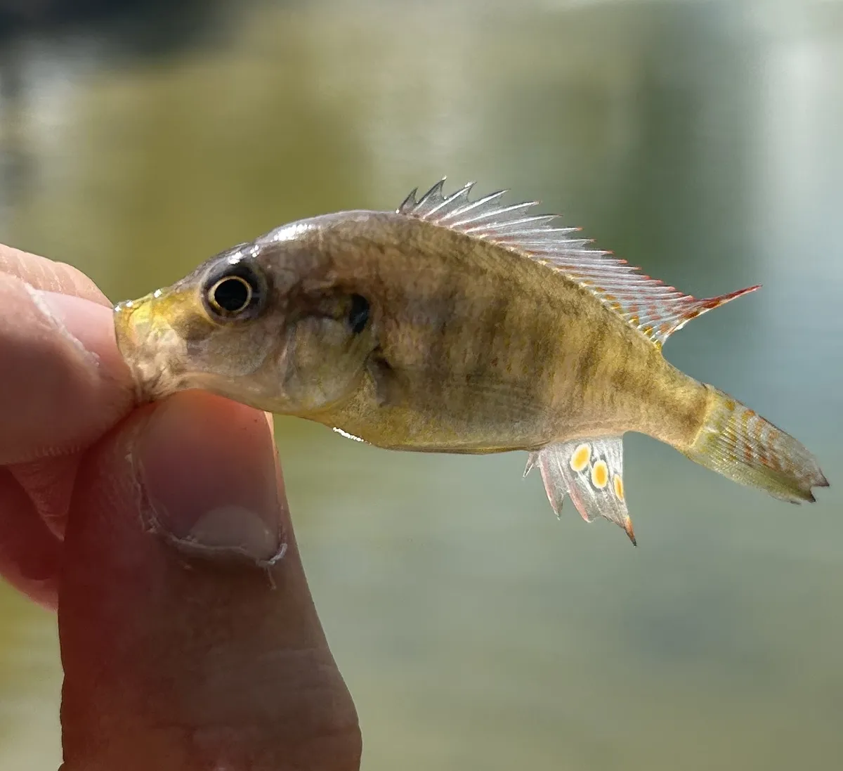 Miniatura: Astatotilapia (Astatotilapia spp.)