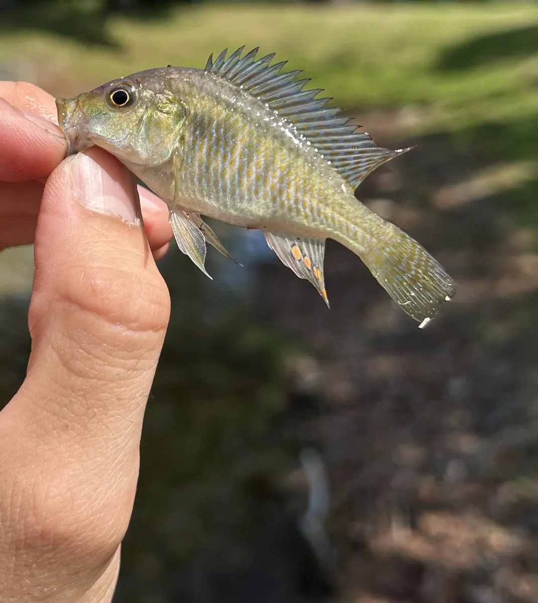Miniatura: Astatotilapia (Astatotilapia spp.)