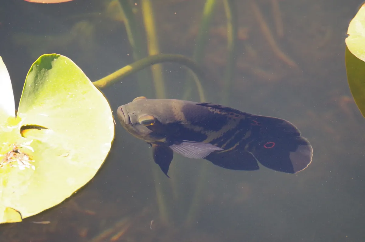 Astronotus (Astronotus spp.)